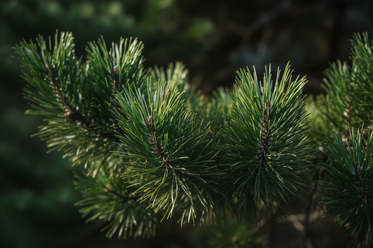 Festive Forest candle scent inspiration with pine and woodland fragrance creating a cosy winter home atmosphere